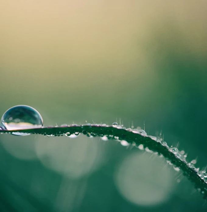 Close-up of a water droplet on a curved, dewy leaf edge against a blurred green background, evoking tranquility and freshness.